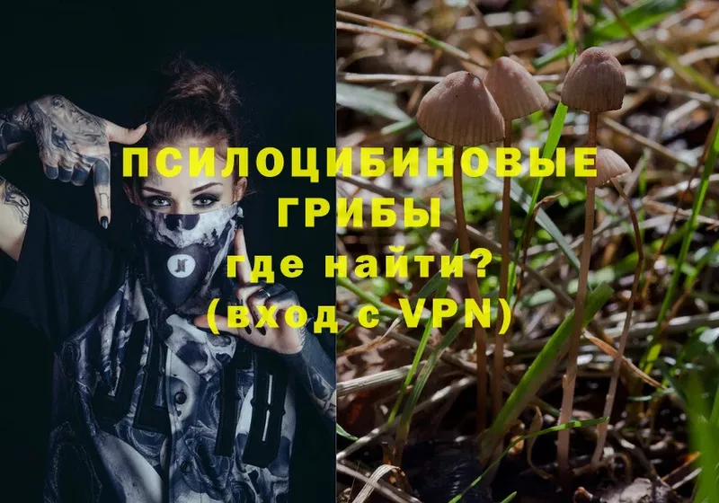 цена   Ак-Довурак  Псилоцибиновые грибы Psilocybine cubensis 